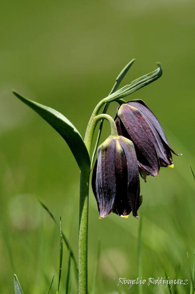 Imagen 7 de la galería de Otras Flores